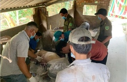 Đà Nẵng khoanh vùng, dập dịch tả lợn châu Phi