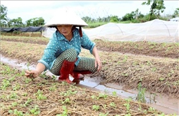 Bắc Bộ và Bắc Trung Bộ có gần 113.000 ha cây trồng bị ngập úng