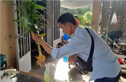 Khánh Hòa triển khai các biện pháp phòng, chống sốt xuất huyết
