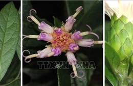 Phát hiện thêm loài thực vật mới tại Vườn quốc gia Phong Nha - Kẻ Bàng