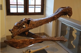 &#39;Vén màn&#39; bí ẩn tiến hóa của cá sấu biển qua hóa thạch 80 triệu năm