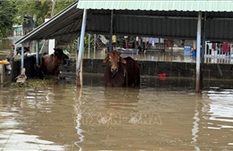 Lâm Đồng: Gần 4.000 căn nhà bị ngập và hư hỏng, thiệt hại trên 87 tỷ đồng do mưa lũ