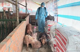 Cà Mau khẩn trương khoanh vùng, dập dịch tả lợn châu Phi