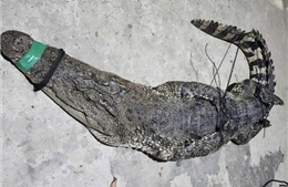 Cá sấu nặng 37 kg mắc lưới trên sông giáp biên giới Việt Nam - Campuchia