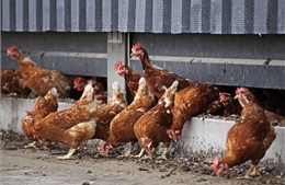 Hà Lan tiêu hủy 117.000 con gà vì cúm gia cầm lây lan