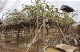 Khánh Hòa: Thiệt hại nặng nề về hạ tầng, nông nghiệp