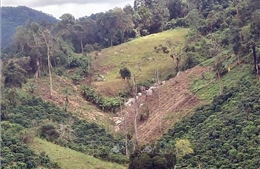 Làm rõ vụ phá rừng trên diện tích 1,41 ha ở Lâm Đồng