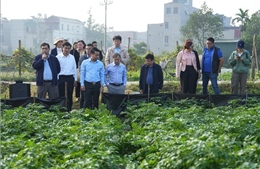 Ứng dụng sản phẩm sinh học và giải pháp quản lý sâu bệnh của Bayer trên cây khoai tây mang lại hiệu quả cao