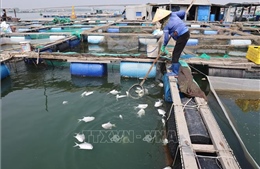 Điểm tin kinh tế Việt Nam nổi bật ngày 30/12/2025