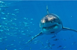 Thế giới 2025: Cá mập trắng lớn ở Địa Trung Hải đứng bên bờ tuyệt chủng