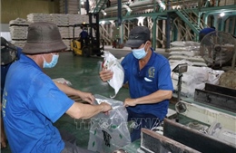 Tìm giải pháp xuất khẩu gạo bền vững