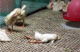 Quảng Ngãi tiêu hủy gia cầm mắc cúm A (H5N1)