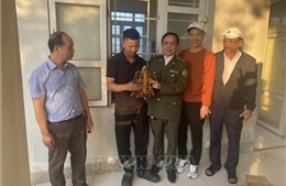 Người dân giao nộp rùa núi viền thuộc nhóm nguy cấp, quý hiếm