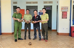 Người dân tự nguyện giao nộp 5 con rùa núi vàng quý hiếm