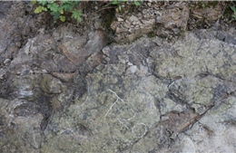 Phát hiện dấu chân khủng long có niên đại hơn 200 triệu năm tại Trung Quốc