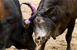 Ấn Độ: Hơn 100 người bị thương trong các sự kiện đấu bò