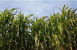 Hướng đi mới cho công nghiệp sinh học từ cây cỏ voi 