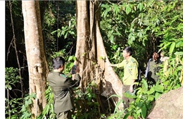 Năm 2026 sẽ hoàn thành cơ sở dữ liệu rừng phục vụ thực thi EUDR