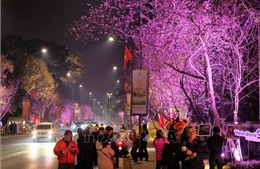 Ra mắt không gian thưởng lãm hoa mai anh đào trên trục di sản của Đà Lạt