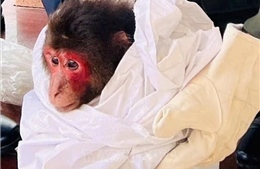 Tiếp nhận khỉ mặt đỏ nguy cấp, quý hiếm