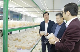 Phú Thọ phát triển mô hình sản xuất OCOP gắn với chuỗi liên kết tiêu thụ