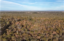 Báo động hàng loạt cây chết tại Australia do khí hậu ấm lên