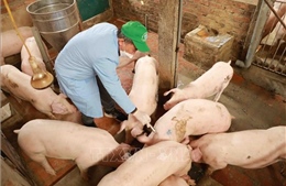 Bổ sung thủ tục cấp, gia hạn Giấy chứng nhận đủ điều kiện sản xuất, buôn bán thuốc thú y