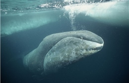 Bí mật về khả năng chống ung thư của cá voi đầu cong