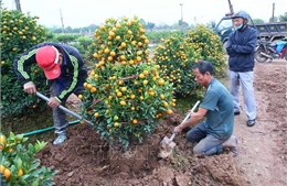 Thị trường hoa, cây cảnh Tết: Nơi trầm lắng, nơi cháy hàng