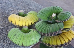 Chuối 'bàn tay Phật' hút hàng dịp Tết 