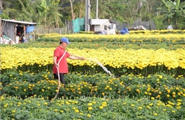 Hoa Tết Đồng Tháp bán sớm, nhà vườn chấp nhận giảm giá