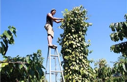 Giá hồ tiêu tăng cao, nông dân phấn khởi