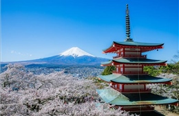 Lễ hội hoa anh đào núi Phú Sĩ bị hủy do quá tải du khách