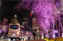 Quảng bá vẻ đẹp Đà Lạt qua sắc hoa Mai anh đào