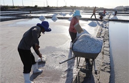 Diêm dân Khánh Hòa được mùa, được giá muối đầu năm