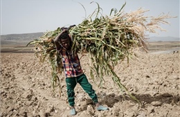 Châu Phi đối mặt viễn cảnh nắng nóng cực đoan gần như quanh năm