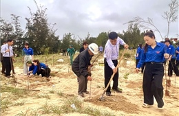 Quảng Trị phấn đấu trồng 3,5 triệu cây xanh, tăng cường 'lá chắn xanh' bảo vệ bờ biển