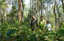 Giữ gìn quần thể trắc quý hiếm xuyên Tết