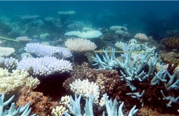 Australia: Phát hiện quần thể san hô khổng lồ tại Great Barrier