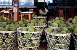 Xây nền tảng 'đường dài' cho sầu riêng Việt