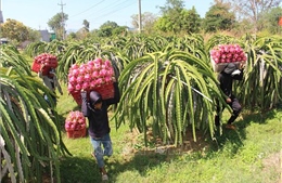 Giá thanh long nghịch vụ 'hạ nhiệt'