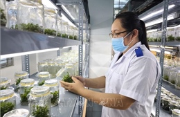 Khoa học, công nghệ mở lối cho nông nghiệp Vĩnh Long 