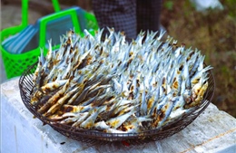 Cá trích nướng than hoa bất ngờ hút khách