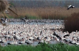Hành trình của 'những kẻ kiên cường' giữa xung đột 