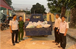 Phát hiện, tiêu hủy 450 kg gà chết không đảm bảo an toàn