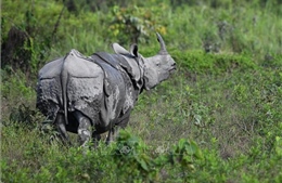Lá chắn sinh học toàn cầu lung lay trước biến đổi khí hậu