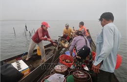 Chợ sớm Cồn Gai - nhịp sống người dân vùng sông nước Tam Giang