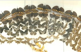 Khám phá 'bảo tàng xanh' giữa lòng đại ngàn Cúc Phương