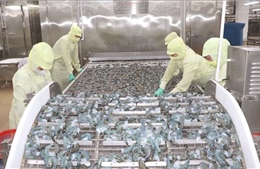 Hội nhập quốc tế 'kích hoạt' động lực tăng trưởng mới cho Cà Mau