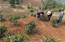 Quảng Ngãi cảnh báo thời tiết cực đoan do mưa trái mùa